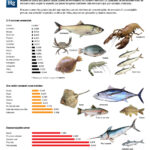 ¿Cuáles son los riesgos del pescado alto en mercurio para...