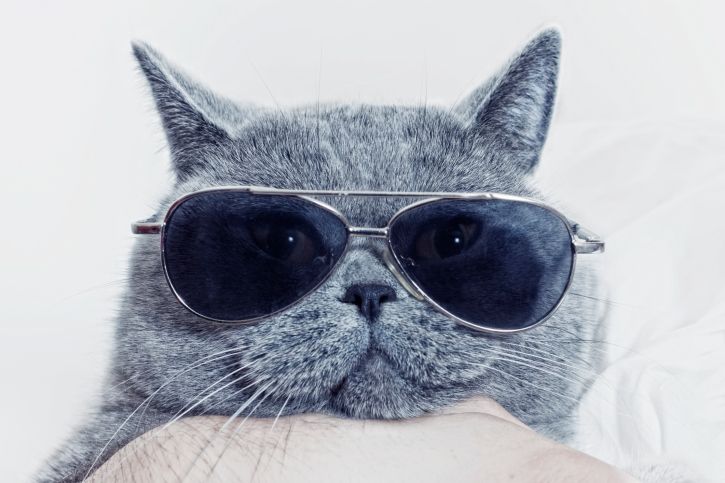 8 vídeos divertidísimos de gatitos que te alegrarán el día