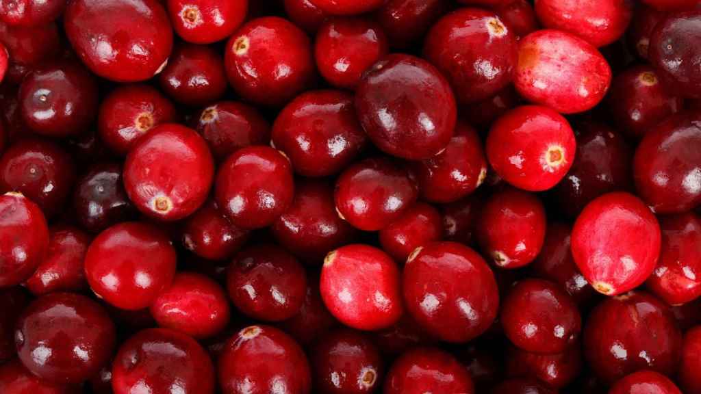 Arándano rojo, tu fruta aliada para prevenir la infección de orina