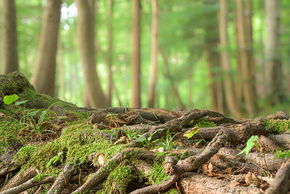 Bosques sostenibles: una buena gestión de los entornos na...