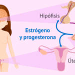 Hormonas femeninas: progesterona y estrógenos, ¿qué son?