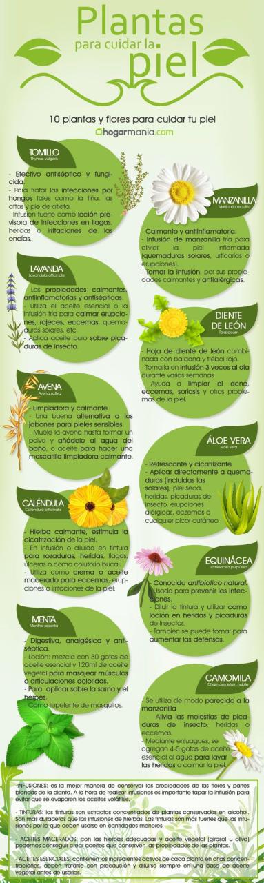 Estas son las plantas medicinales que te ayudarán a cuida...