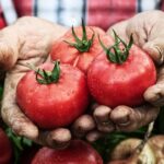 Época de tomates: 6 razones para tomar uno al día