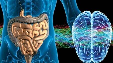 El segundo cerebro: Sistema nervioso entérico