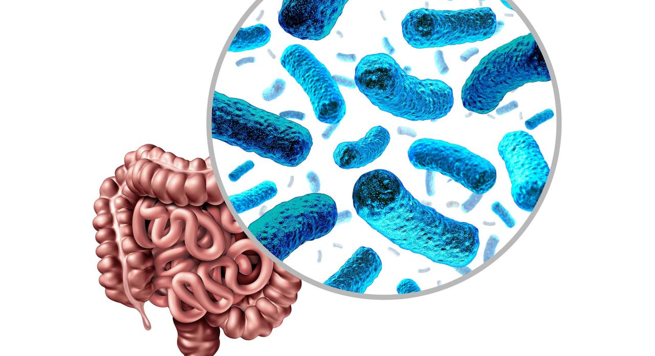 Microbiota Intestinal Humana: Cómo Mejorar y Cuidarse