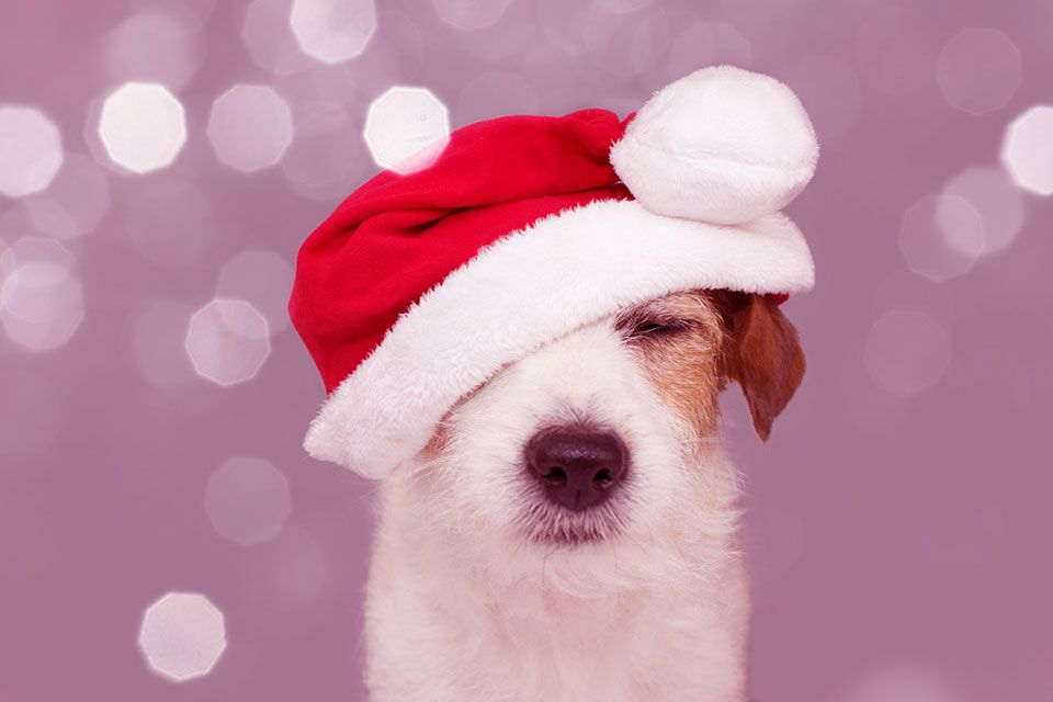 Todo lo que debes saber antes de regalar una mascota en Navidad
